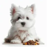 Piensos para perros Minis y Toys Piensos para perros Minis y Toys